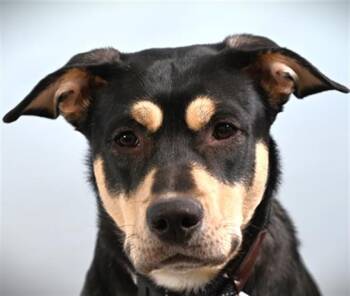 SOOKI -  Rottweiler and Mixed Breed Dog for Adoption in Loveland, Colorado - SOOKI | PetCurious