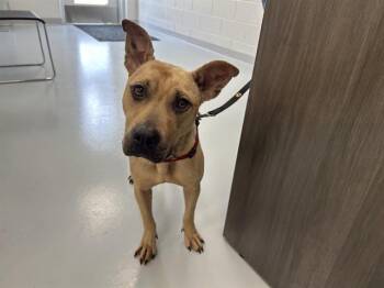 A383122 -  Pit Bull Terrier Dog Available for Adoption in Ocala, Florida - A383122 | PetCurious