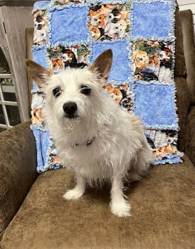 Rescue Jack Russell Terrier Dogs for Adoption in Columbia, Tennessee - Bella~ | PetCurious