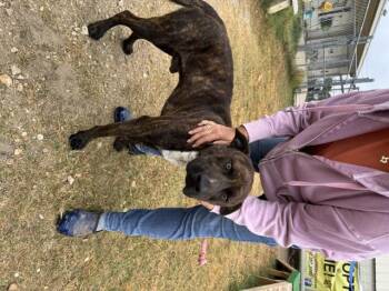 Rescue Pit Bull Terrier and Shepherd Dogs for Adoption in Kerrville, Texas - #901.25 - "Doggo" | PetCurious