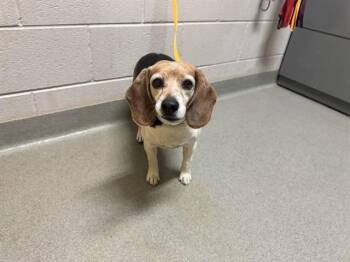 BUMBUM -  Beagle Dog for Adoption in Colorado Springs, Colorado - BUMBUM | PetCurious