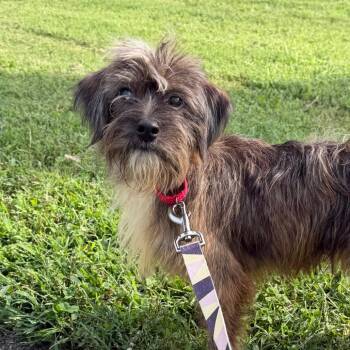Rome -  Terrier and Mixed Breed Dog for Adoption - Rome | PetCurious