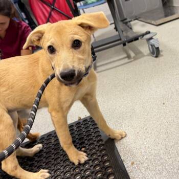 Amanda -  Mixed Breed Dog for Adoption in Englewood, Florida - Amanda | PetCurious