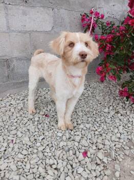 Faith -  Maltipoo Dog Available for Adoption - Faith | PetCurious
