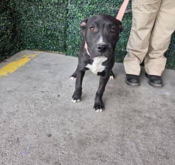Pit Bull Terrier and Mixed Breed Dogs Available for Adoption in El Paso, Texas - 60792651 | PetCurious