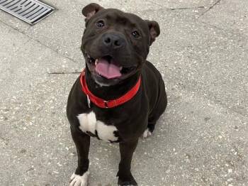 Labrador Retriever and American Bulldog Dogs Available for Adoption - HERA | PetCurious