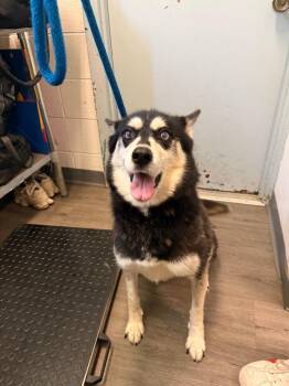 Electra -  Siberian Husky Dog for Adoption in Pomona, New York - Electra | PetCurious