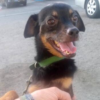 Spiderman -  Mixed Breed Dog for Adoption in San Francisco, California - Spiderman | PetCurious
