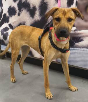Shepherd and American Staffordshire Terrier Dogs Available for Adoption in Santa Ana, California - Antonela | PetCurious