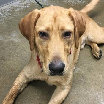 Retriever Dogs Available for Adoption in Greenville, South Carolina - Junior | PetCurious