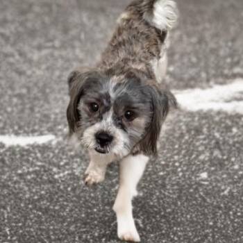 Dozier -  Shih Tzu and Yorkshire Terrier Dog for Adoption in Phoenix, Arizona - Dozier | PetCurious