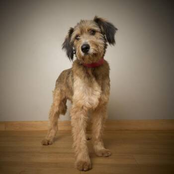 Bruno D70503 -  Standard Poodle and Terrier Dog for Adoption in Minnetonka, Minnesota - Bruno D70503 | PetCurious