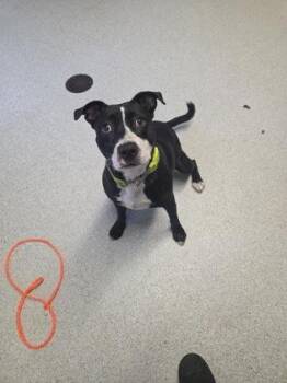 Narnia -  Pit Bull Terrier Dog for Adoption in Roseburg, Oregon - Narnia | PetCurious