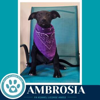 Ambrosia (Apple Bobbers) 102426 -  Shepherd and Cattle Dog Dog for Adoption in Kimberton, Pennsylvania - Ambrosia (Apple Bobbers) 102426 | PetCurious