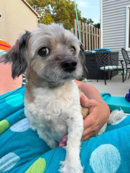 Essie -  Havanese Dog for Adoption in Toledo, Ohio - Essie | PetCurious