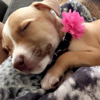 Starfish -  Terrier and Mixed Breed Dog Available for Adoption in Boerne, Texas - Starfish | PetCurious