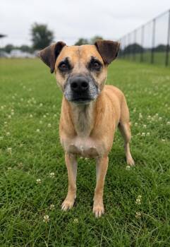 Terrier Dogs Available for Adoption in Lafayette, Louisiana - Frank The Tank | PetCurious