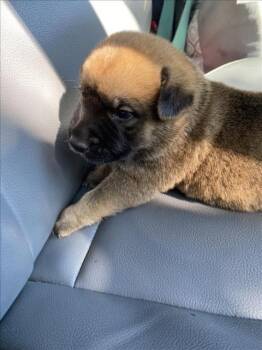 Rescue Mixed Breed Dogs for Adoption in Dallas, Texas - TEDDY | PetCurious