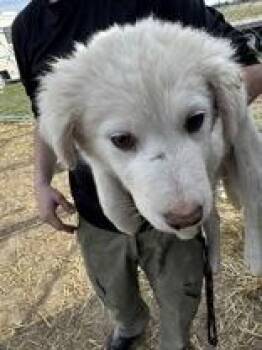Great Pyrenees and Maremma Sheepdog Dogs Available for Adoption - Hazel | PetCurious
