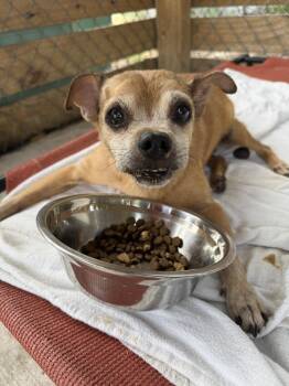 Scooter -  Chihuahua Dog for Adoption in Lakeland, Florida - Scooter | PetCurious