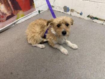 Terrier and Mixed Breed Dogs Available for Adoption in San Bernardino, California - PHYLLIS | PetCurious