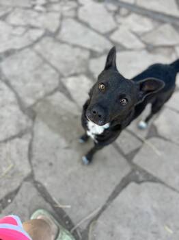 Rescue Australian Cattle Dog Blue Heeler and Border Collie Dogs for Adoption in Fort Collins, Colorado - Poppy | PetCurious