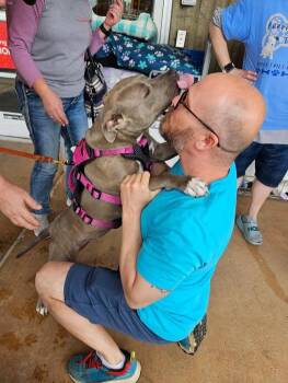 Rescue Pit Bull Terrier Dogs for Adoption in Terre Haute, Indiana - Elsa | PetCurious