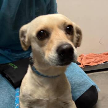 Chihuahua Dogs Available for Adoption - Amber | PetCurious