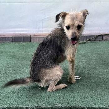 A5785661 -  Terrier Dog for Adoption in San Gabriel, California - A5785661 | PetCurious