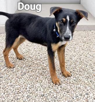 Doug -  Hound Dog for Adoption in Manchester, Connecticut - Doug | PetCurious