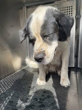 Saint Bernard Dogs Available for Adoption - Zed | PetCurious