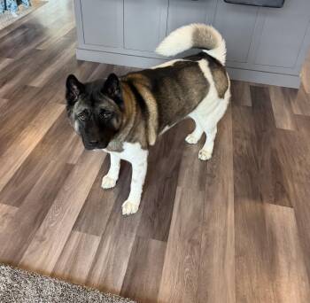 Akita Dogs Available for Adoption in Indiana, Pennsylvania - Shiloh | PetCurious