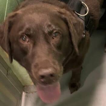 Maddie -  Mixed Breed Dog for Adoption in Dekalb, Illinois - Maddie | PetCurious