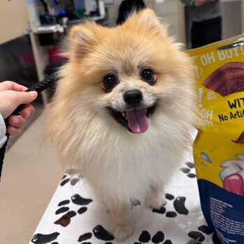 Pikachu -  Pomeranian Dog for Adoption in Chicago, Illinois - Pikachu | PetCurious