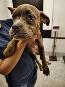 Rescue Mixed Breed Dogs for Adoption in Atlanta, Georgia - Ella Mai | PetCurious