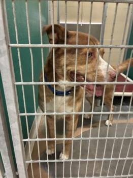 FONZIE -  German Shepherd Dog and Pit Bull Terrier Dog for Adoption in Texas City, Texas - FONZIE | PetCurious
