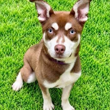 Curry -  Husky Dog for Adoption in Battle Creek, Michigan - Curry | PetCurious