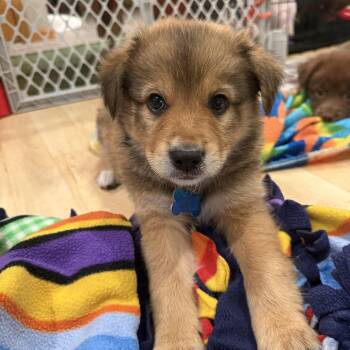 Retriever and Australian Shepherd Dogs Available for Adoption in Minneapolis, Minnesota - Marco | PetCurious