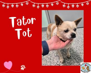 Terrier Dogs Available for Adoption - Tater Tot | PetCurious