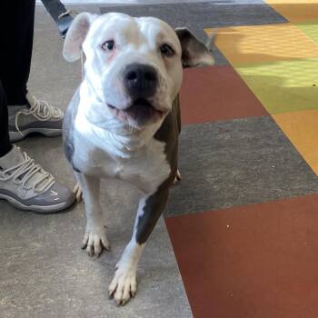 Mixed Breed Dogs Available for Adoption in Philadelphia, Pennsylvania - Pistol | PetCurious
