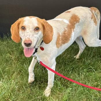 Cleo -  Hound and Mixed Breed Dog for Adoption in Wheeling, Illinois - Cleo | PetCurious