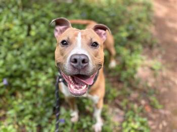 TONY -  Pit Bull Terrier Dog for Adoption in Charlotte, North Carolina - TONY | PetCurious