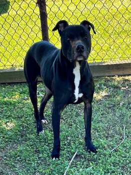 LOKI -  Labrador Retriever and Mixed Breed Dog Available for Adoption in Grovetown, Georgia - LOKI | PetCurious