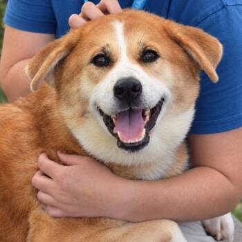 Smiley *My Adoption is Pending!* -  Mixed Breed Dog for Adoption in Wappingers Falls, New York - Smiley *My Adoption Is Pending!* | PetCurious