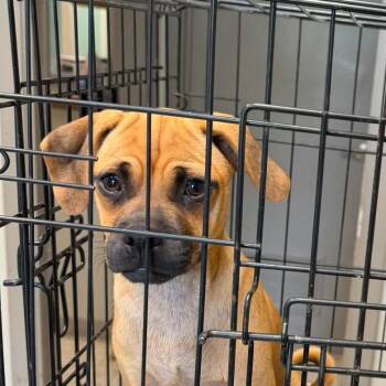 Twister -  Pug and Puggle Dog for Adoption in Winter, Wisconsin - Twister | PetCurious