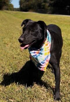 Goku -  Mixed Breed and Labrador Retriever Dog for Adoption in Warrington, Pennsylvania - Goku | PetCurious