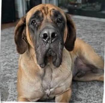 Madeline -  Mastiff Dog for Adoption in Alden, New York - Madeline | PetCurious