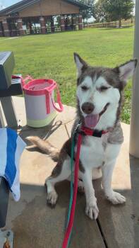 Cora -  Siberian Husky Dog for Adoption in Sumter, South Carolina - Cora | PetCurious