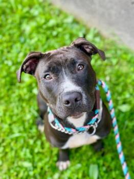 Juno -  Mixed Breed Dog for Adoption in Cincinnati, Ohio - Juno | PetCurious