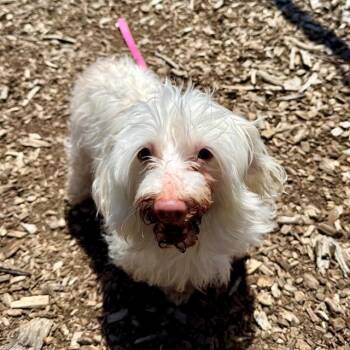 Maltese Dogs Available for Adoption in Leesburg, Virginia - PARIS | PetCurious